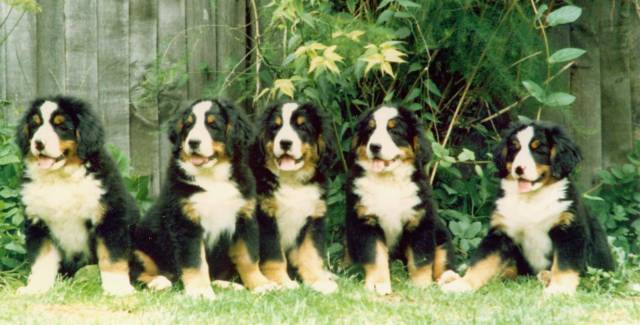 Reputable bernese mountain sales dog breeders